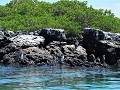 Galapagos - Dagtrip naar Isla Isabela - De Galapag