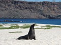 Galapagos - Cruise - Isla Mosquera - Zeeleeuw