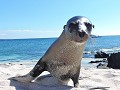 Galapagos - Cruise - Isla Mosquera - Nieuwsgierige