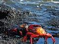 Galapagos - Cruise - Isla Mosquera