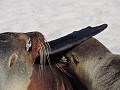 Galapagos - Cruise - Isla Mosquera - Zeeleeuwen