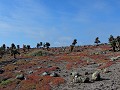 Galapagos - Cruise - Isla Plaza Sur