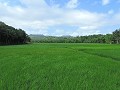 Siquijor - Nog meer rijstvelden