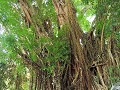 Siquijor - Baete boom met bron - 400 jaar oud