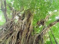 Siquijor - Beate boom - 400 jaar oud