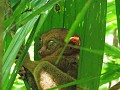 Bohol - Tour rond het eiland - Spookdier - Super s