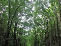Bohol - Tour rond het eiland - Man made forest