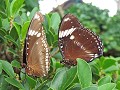 Bohol - Tour rond het eiland - Vlindertuin