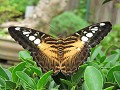 Bohol - Tour rond het eiland - Vlindertuin