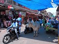 Agra - Bazaar - Met heilige koe