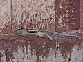 Jodhpur - Mehrangarh Fort - Grappige eekhoorns