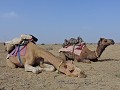 Jaisalmer - Kamelensafari - Kaju en Raju