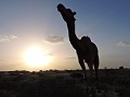 Jaisalmer - Kamelensafari
