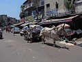 New Delhi - Grootste Indische koe ooit