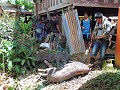 Tana Toraja - Begrafenisritueel - Varkens worden v