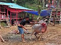 Tana Toraja - Begrafenisritueel - Het offeren van 