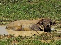 Tana Toraja - Zelf op tocht - Buffel in zijn modde