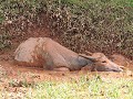 Tana Toraja - Zelf op tocht - Buffel in de modder