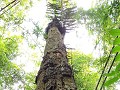 Tana Toraja - Zelf op tocht - Baby begraafplaats