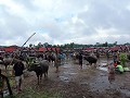 Tana Toraja - Marktdag met waterbuffels