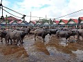 Tana Toraja - Nog meer buffels te koop