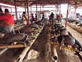Tana Toraja - Varkens kopen om te offeren
