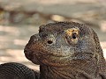 Komodo - Rinca eiland - Komodovaraan gevonden