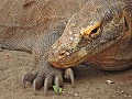 Komodo - Rinca eiland - Komodvaranen met scherpe n