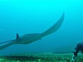 Komodo - Manta Rog onder water met Koen
