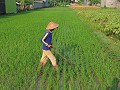 Jogja Heritage Walk - Prembanan - Rijstveld bewerk