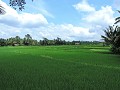 Ubud - De oase van rust in de rijstvelden