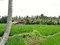 Ubud - De oase van rust in de rijstvelden