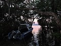 Bunaken - Veel mangrovebos