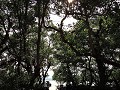 Bunaken - Nog meer mangrovebos