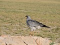 Bleke Zanghavik (eastern chanting goshawk)