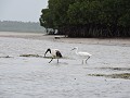 Heilige ibis (African holy ibis), witte reiger en 