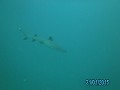 White tip reef shark