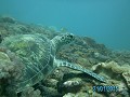 Schildpad