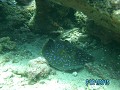 Blue spotted stingray