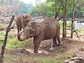 Bolaven Tour - Arme olifanten 