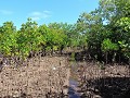 Tofo - Kanovaren Mangrove