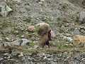 Manaslu Circuit - Stro met een man