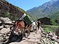 Manaslu Circuit - Even wachten om een ezelstoet te