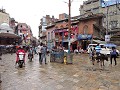 Kathmandu - Let op de koe