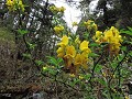 Manaslu Circuit - Flora