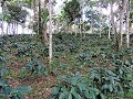 Matagalpa - Koffietour - Koffieplantage