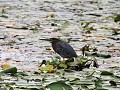 Granada - Las Islaetas - Groene reiger