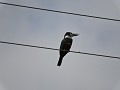 Granada - Las Islaetas - Ijsvogel