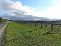 Waipara - Wijngaarden