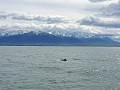 Kaikoura - Prachtig landschap met walvis